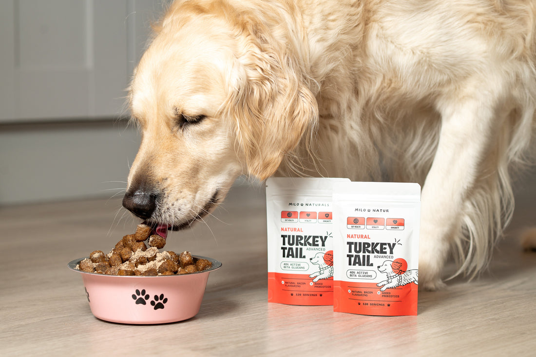 Immune support for senior dogs, turkey tail mushroom for dogs, turkey tail lumps and bumps, milo naturals