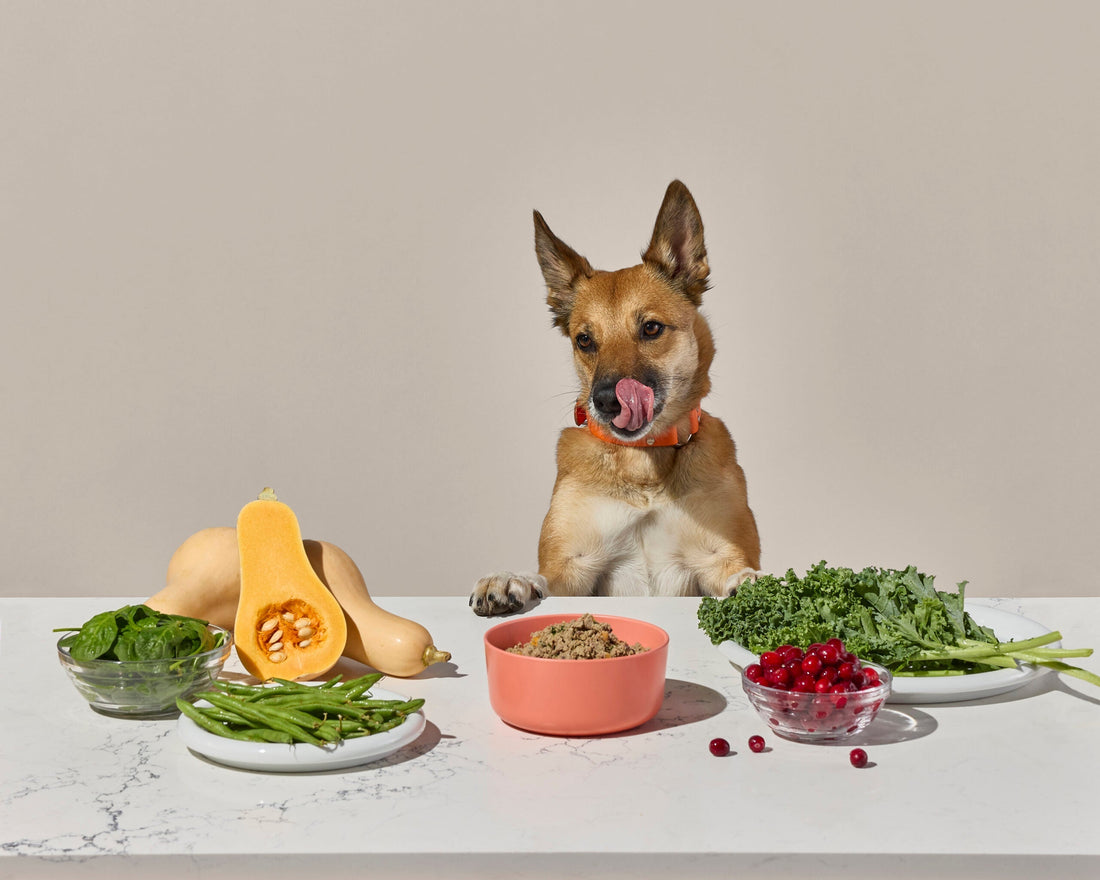 Turkey Tail Mushroom For Dogs, Milo Naturals, What is the best superfood for dogs