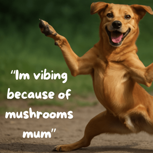 Can Mushrooms Help Dogs Live Longer?, Turkey Tail Mushroom For Dogs, Dog mushroom blend, milo naturals