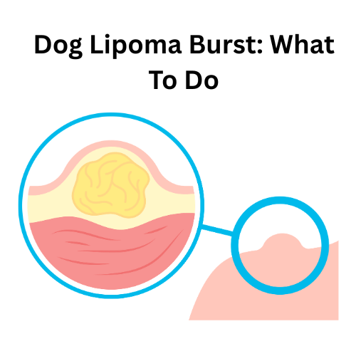 Dog Lipoma Burst, Turkey Tail Mushroom For Dogs, Milo Naturals, Turkey Tail Mushroom Benefits