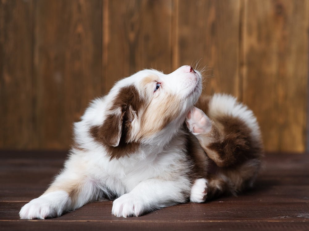 Why does my does keep scratching even with no fleas, Immune support for senior dogs, turkey tail mushroom for dogs, turkey tail lumps and bumps, milo naturals