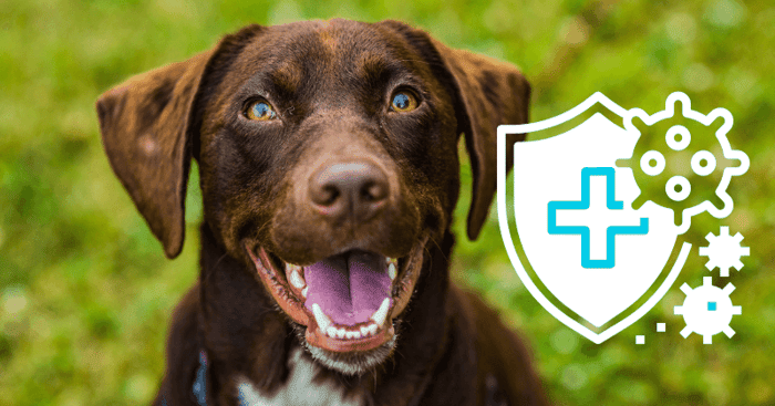 Turkey Tail Mushroom for dogs side effects, turkey tail mushroom for dogs, turkey tail mushroom for dogs benefits, milo naturals, turkey tail mushroom for lipomas 
