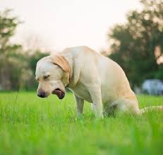 why is my dog coughing, dog cough medicine, dog reverse coughing and sneezing​, dog hacking cough, kennel cough medicine, kennel cough in dogs, dog cough suppressant