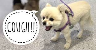 why is my dog coughing?, dog cough medicine,dog reverse coughing and sneezing​, dog hacking cough, kennel cough medicine, kennel cough in dogs