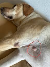 Wondering about the best lipoma treatment for dogs? Learn about vet-approved options, natural approaches, and why Turkey Tail mushroom is the #1 supplement for dogs with lumps and bumps.