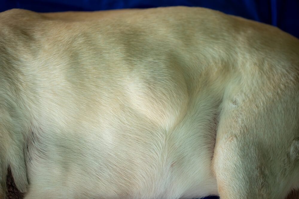 What is a lipoma in dogs, turkey tail mushroom for dogs, milo naturals, benefits of turkey tail mushroom for dogs.
