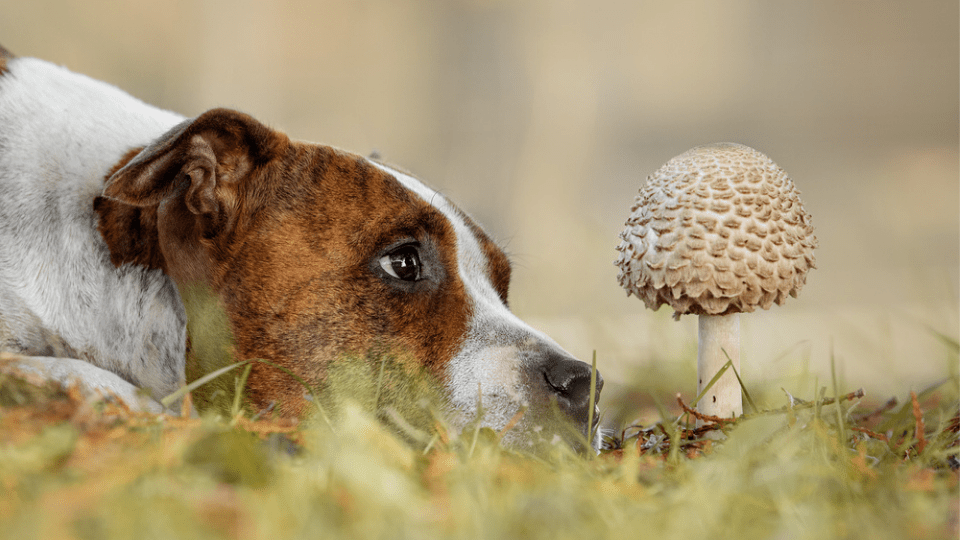 turkey Tail Mushroom for dogs, can dogs eat mushrooms?, turkey tail benefits for dogs