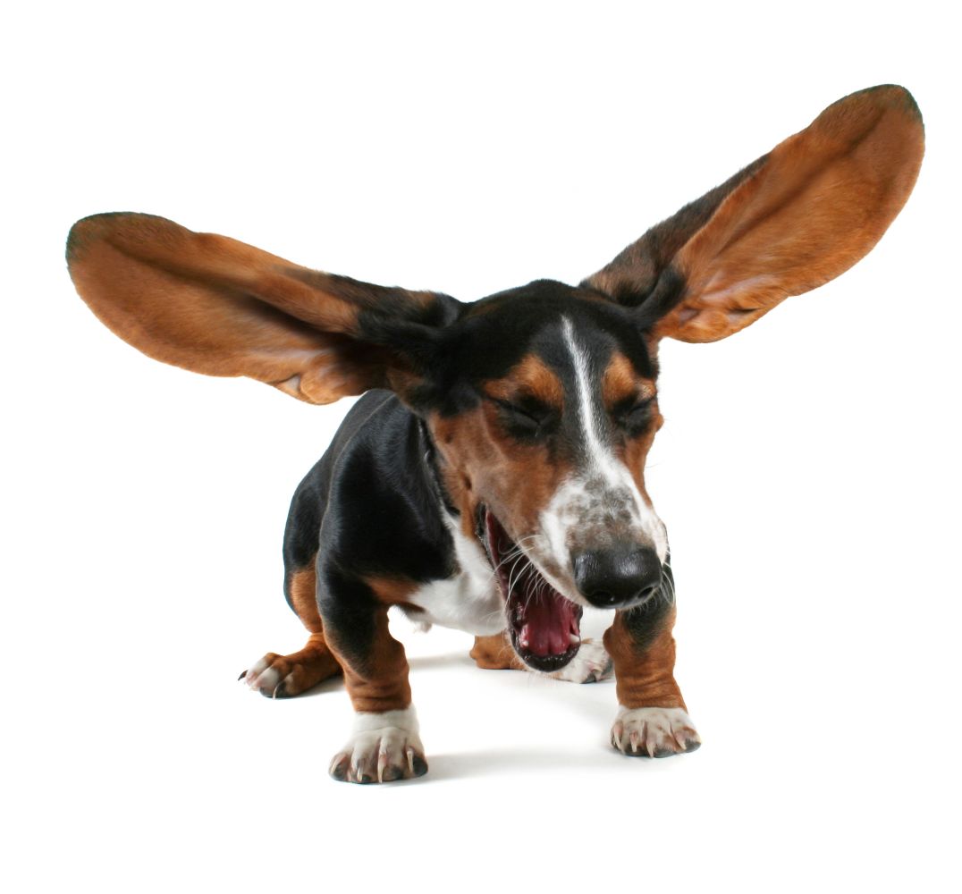 Dgg Reverse Dog Reverse Coughing and Sneezing: Causes, Symptoms & How to Help ...