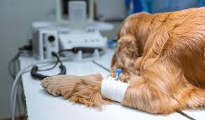 Lipoma Surgery For Dogs, Turkey Tail Mushroom For Dogs, Milo Naturals