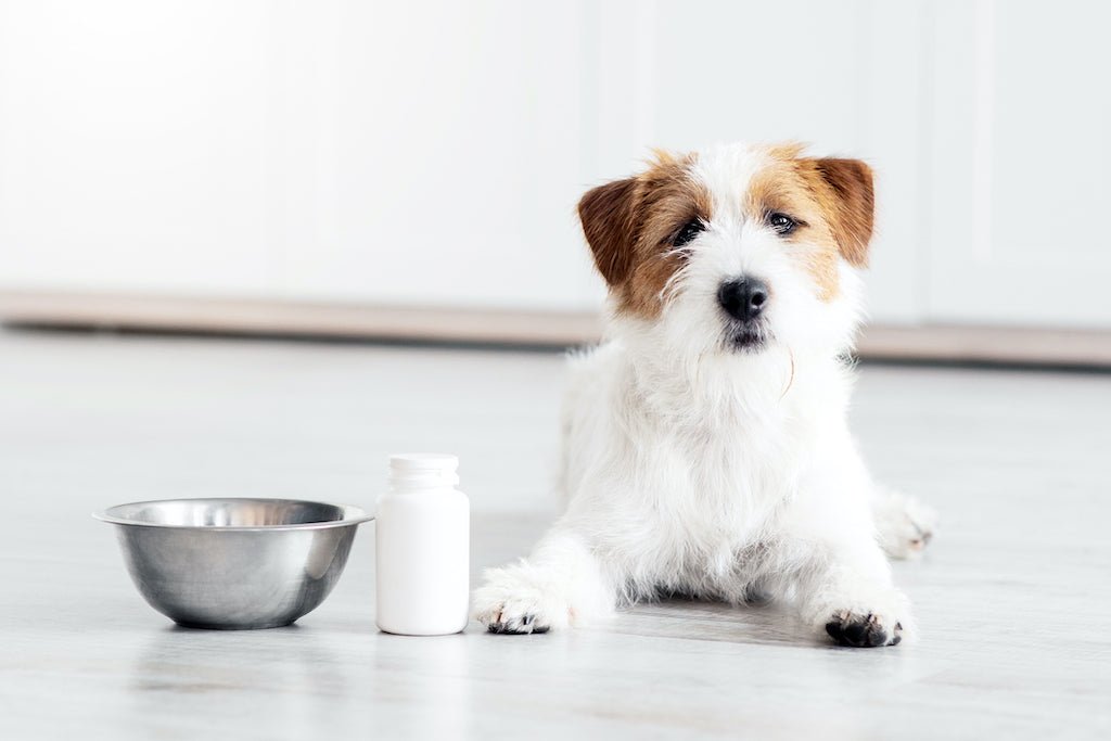 Switch your dog to mushroom supplements, a dog with food bowl and supplement bottle.