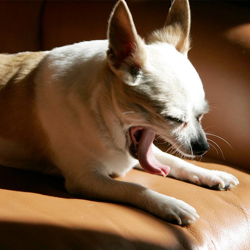 dog coughing and gagging, dog cough medicine, dog reverse coughing and sneezing​, dog hacking cough, kennel cough medicine, kennel cough in dogs, dog cough suppressant, dog coughing up white foam, why is my dog coughing and gagging?