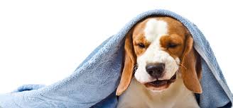 why is my dog coughing, dog cough medicine, dog reverse coughing and sneezing​, dog hacking cough, kennel cough medicine, kennel cough in dogs, dog cough suppressant, dog coughing up white foam, why is my dog coughing and gagging?