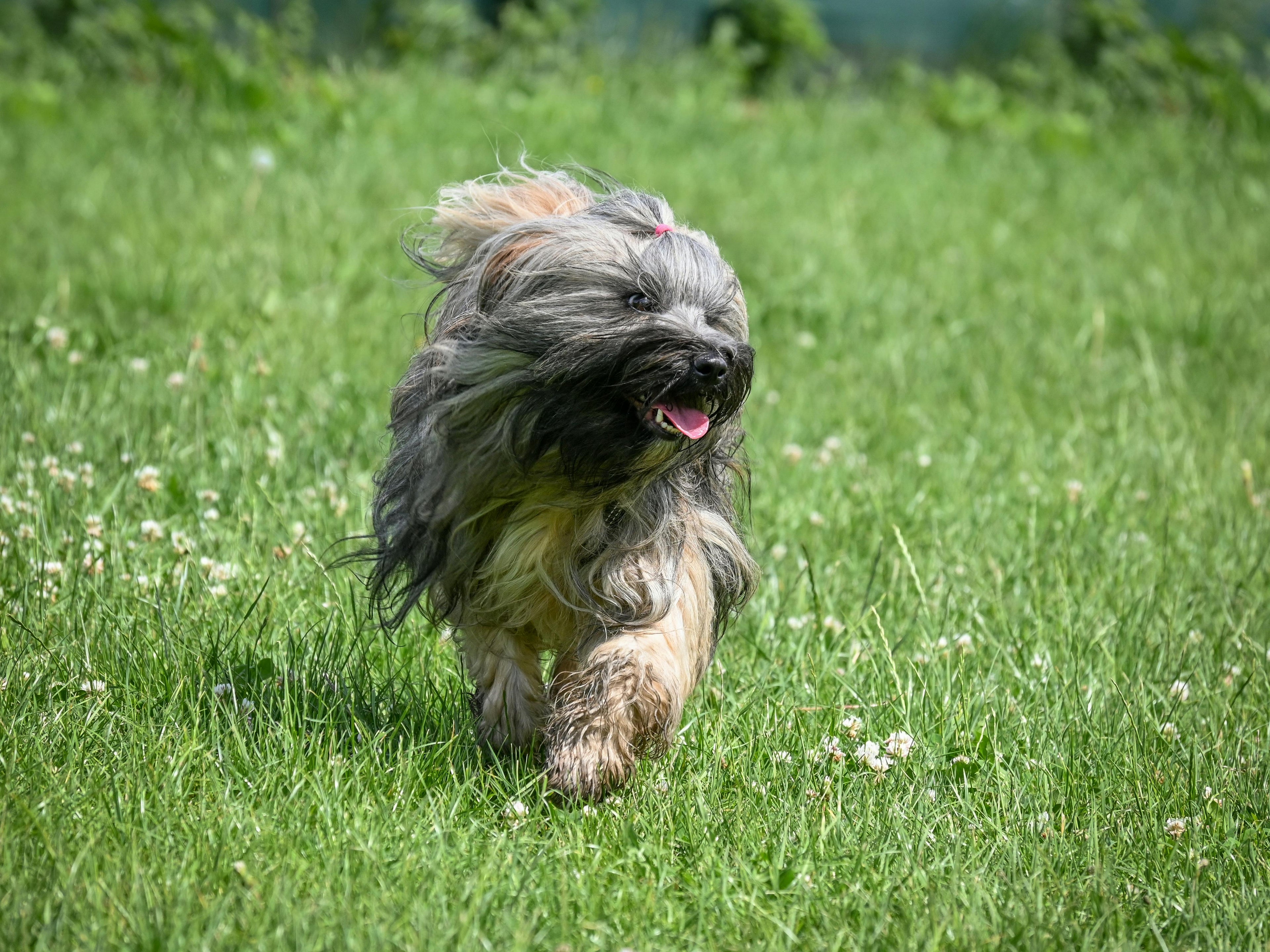 is turkey tail mushroom safe for dogs?, turkey tail mushroom for dogs, milo naturals