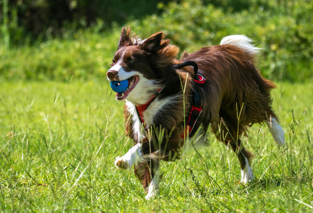 turkey tail mushroom benefits for dogs, milo naturals, turkey tail mushroom for dogs, Lipoma treatment for dogs