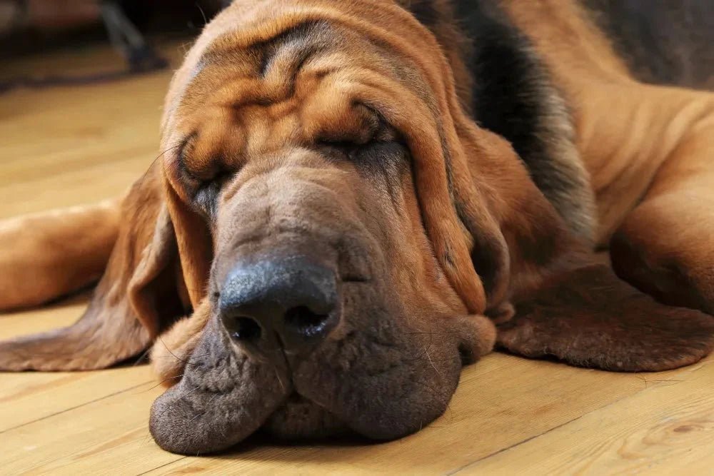 Turkey Tail Mushroom for dogs side effects, turkey tail mushroom for dogs, turkey tail mushroom for dogs benefits, milo naturals, turkey tail mushroom for lipomas 