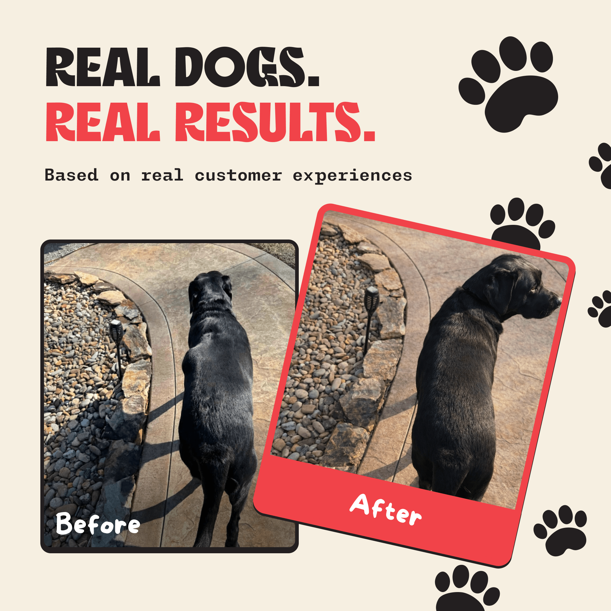 Milo Naturals - Turkey Tail Mushroom With Added Probiotics