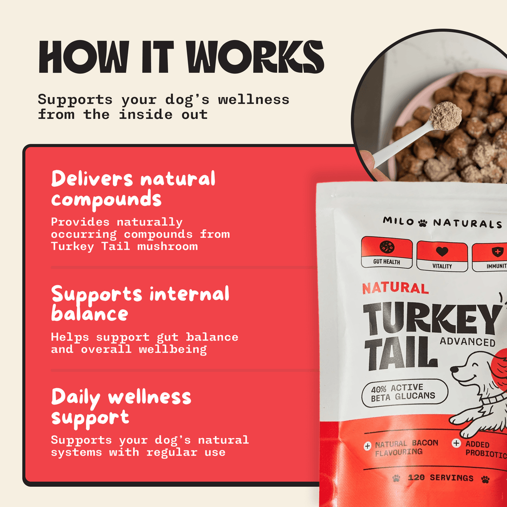 Turkey Tail Mushroom For Dogs, Milo Naturals, Buy turkey tail mushroom for dogs, turkey tail mushroom benefits, best turkey tail mushroom for dogs