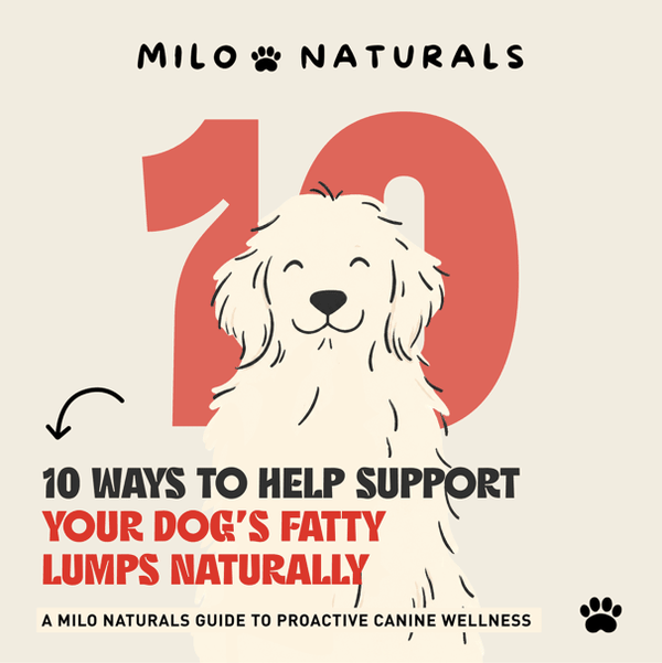 Turket Tail Mushroom for dogs, how to get rid of dogs lipoma, lipoma treatment for dog, how to get rid of my dogs fatty lumps