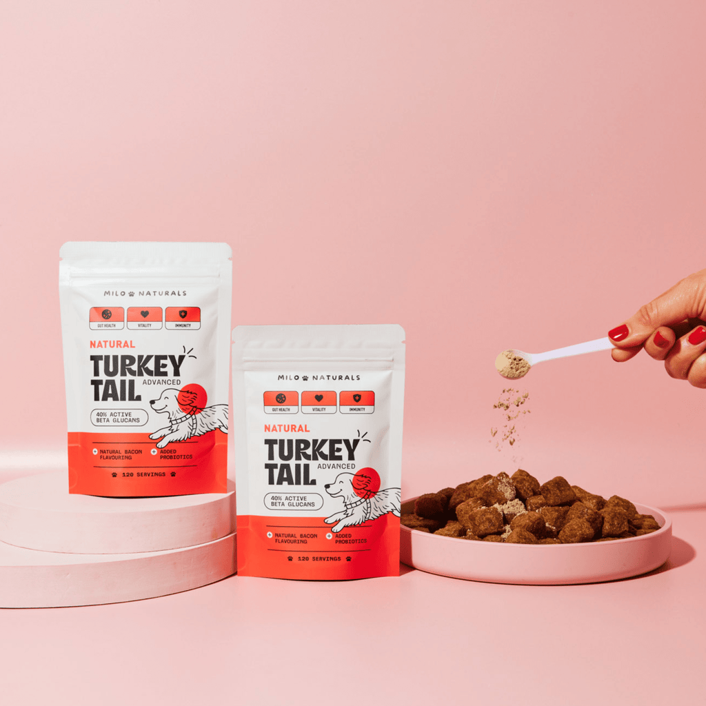 Turkey Tail Mushroom For Dogs, Milo Naturals, Buy turkey tail mushroom for dogs, turkey tail mushroom benefits, best turkey tail mushroom for dogs