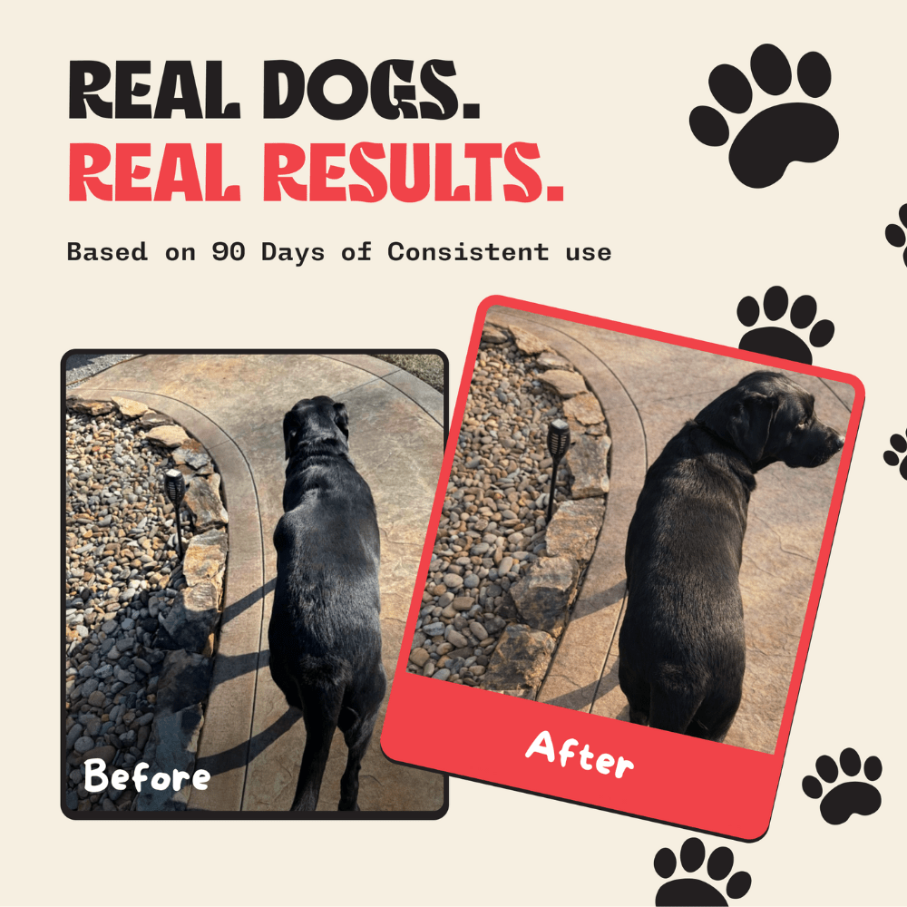 Milo naturals, turkey tail mushroom for dogs, turkey tail mushroom powder, turkey tail mushroom benefits, buy turkey tail mushroom