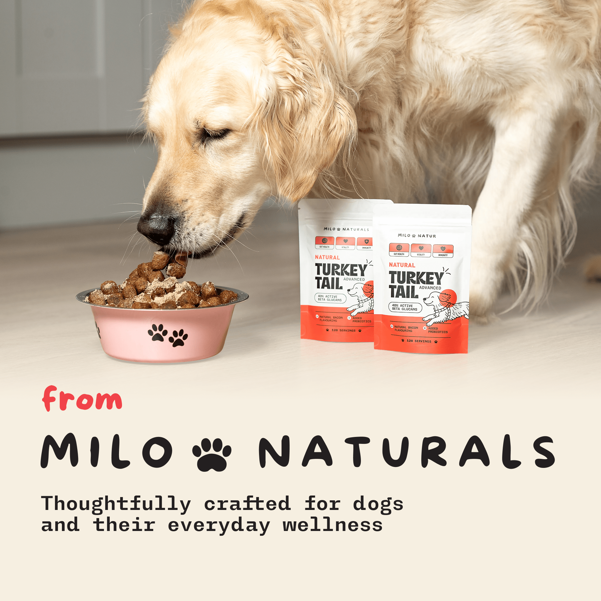 Turkey Tail Mushroom For Dogs, Milo Naturals, Buy turkey tail mushroom for dogs, turkey tail mushroom benefits, best turkey tail mushroom for dogs