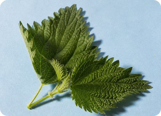 5. Nettle Leaf: Supports Seasonal Respiratory Comfort