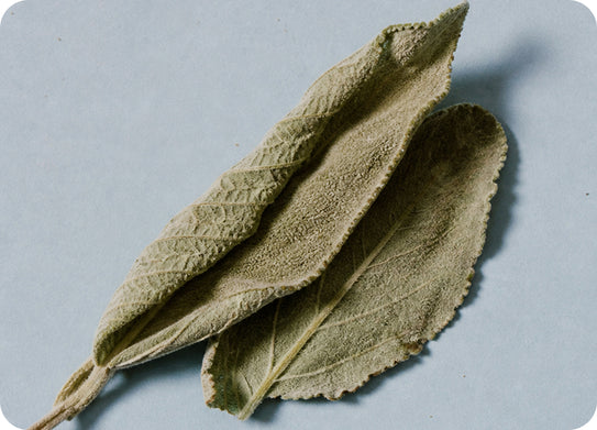 4. Mullein Leaf: Supports Natural Mucus Clearance