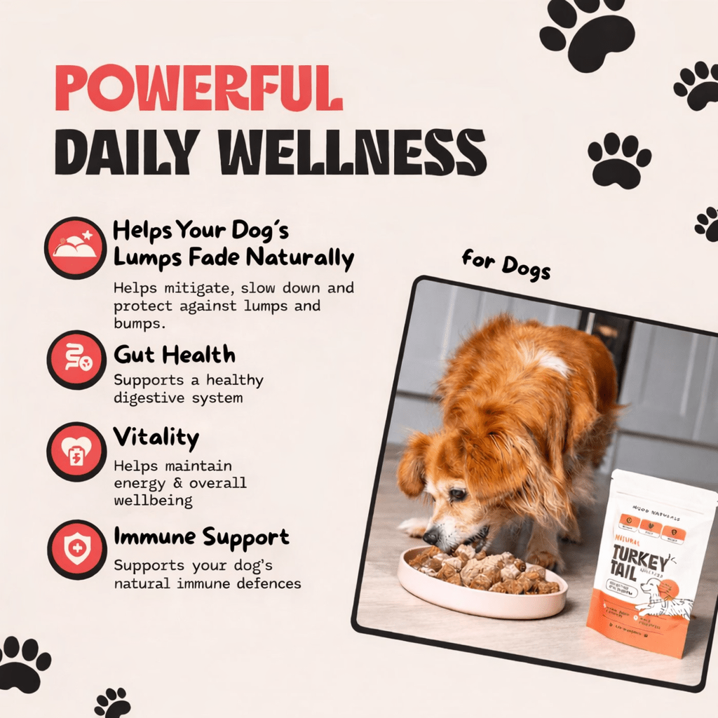 Turkey Tail Mushroom For Dogs, Milo Naturals, Buy turkey tail mushroom for dogs, turkey tail mushroom benefits, best turkey tail mushroom for dogs