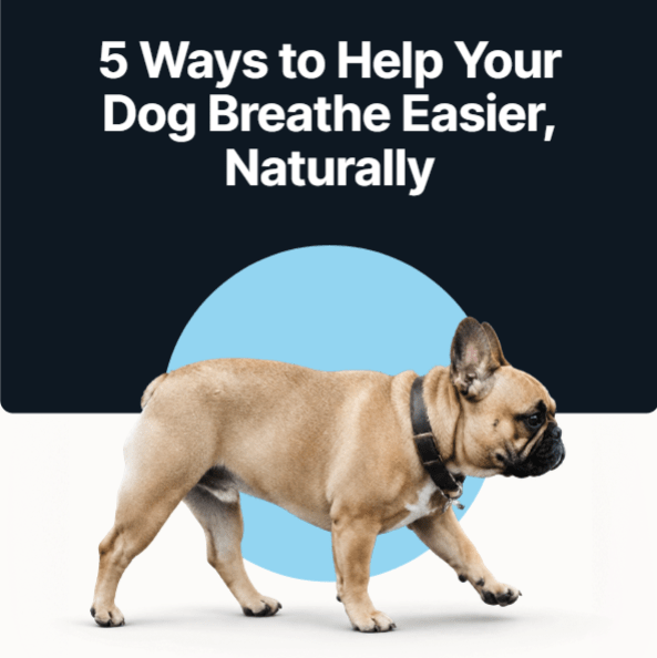 FREE eBook - Respiratory Support for Flat-Faced Breeds