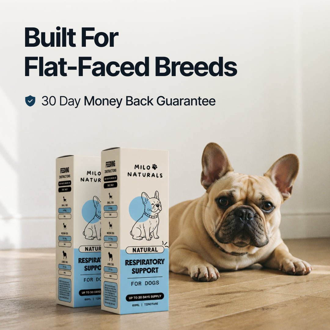 Respiratory Support for Flat-Faced Breeds