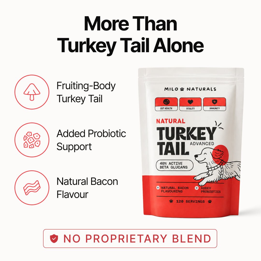 Turkey Tail Mushroom for Dogs