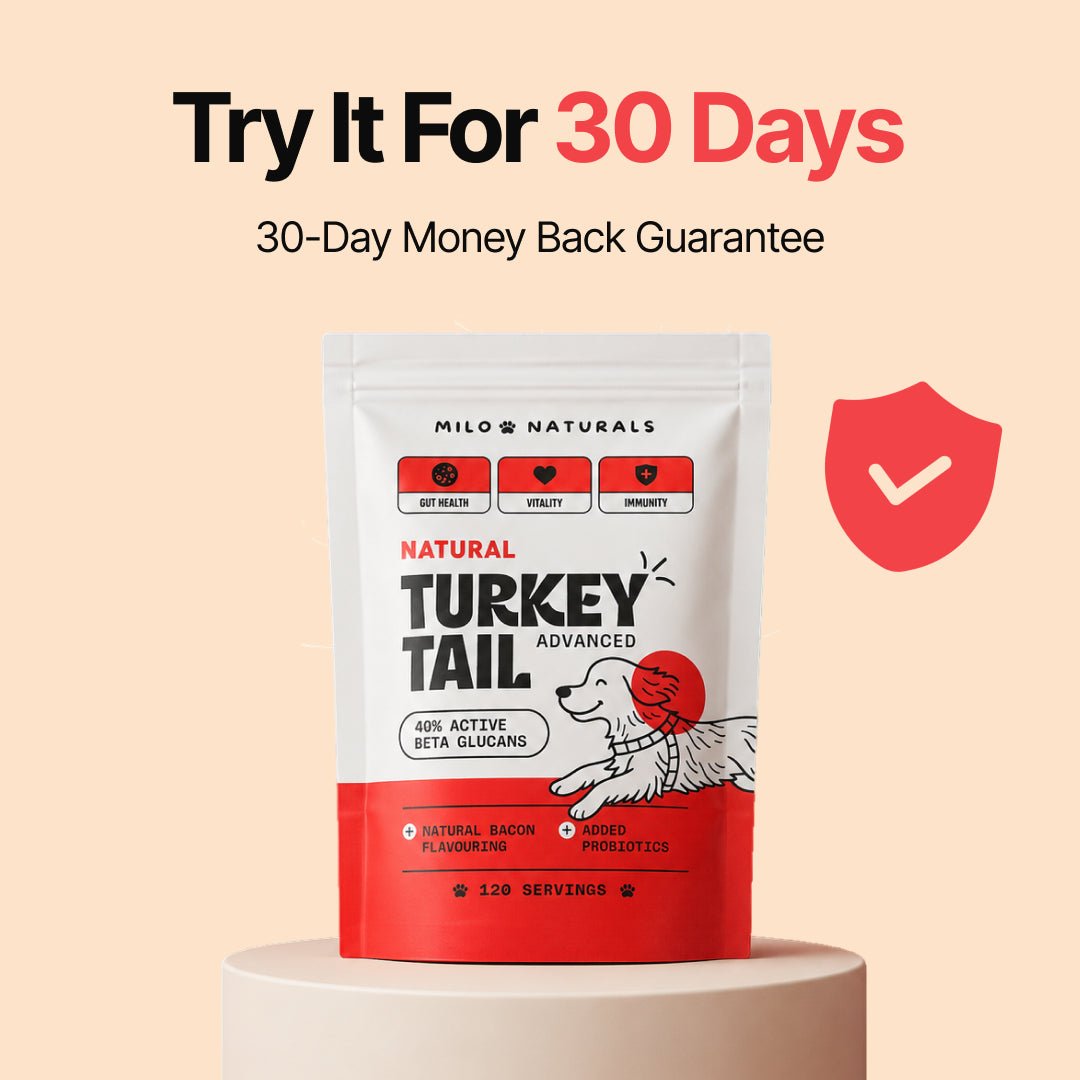Turkey Tail Mushroom for Dogs